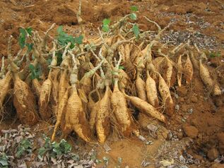 Kudzu root